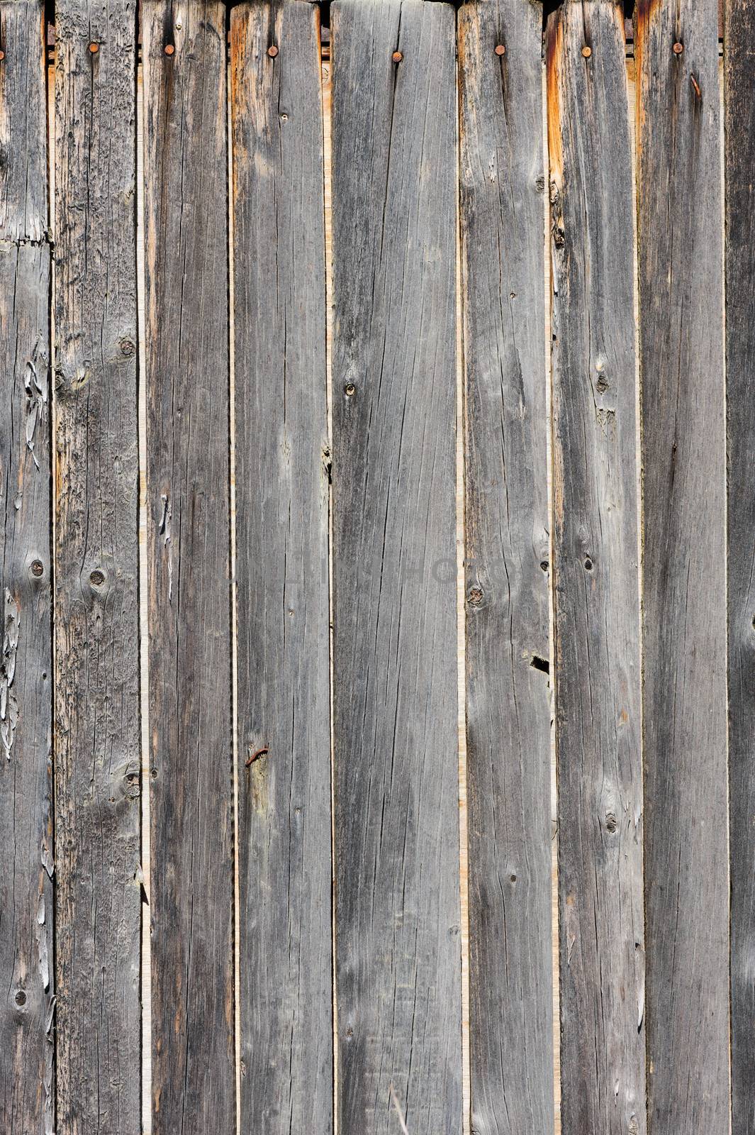 gray aged wooden boards background by starush