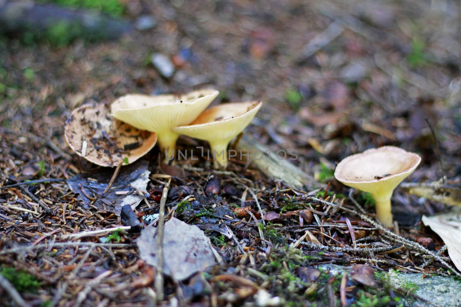 Brown mushrooms growing in the autumn forest