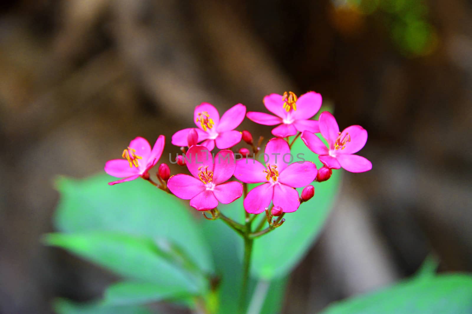 Exotic pink flower blooming on the branch of bush