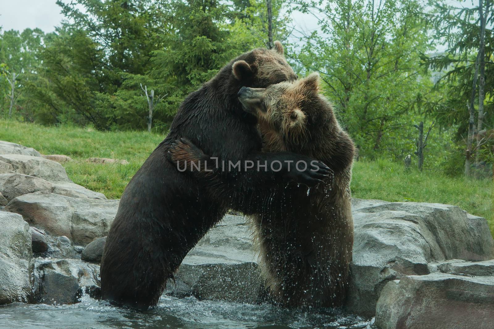 Two Grizzly (Brown) Bears Fighting and playing