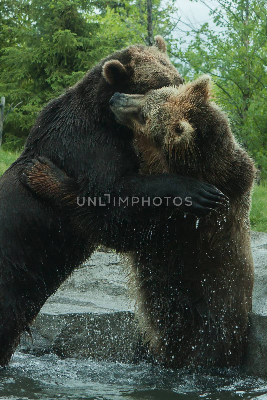 Two Grizzly (Brown) Bears Fighting and playing