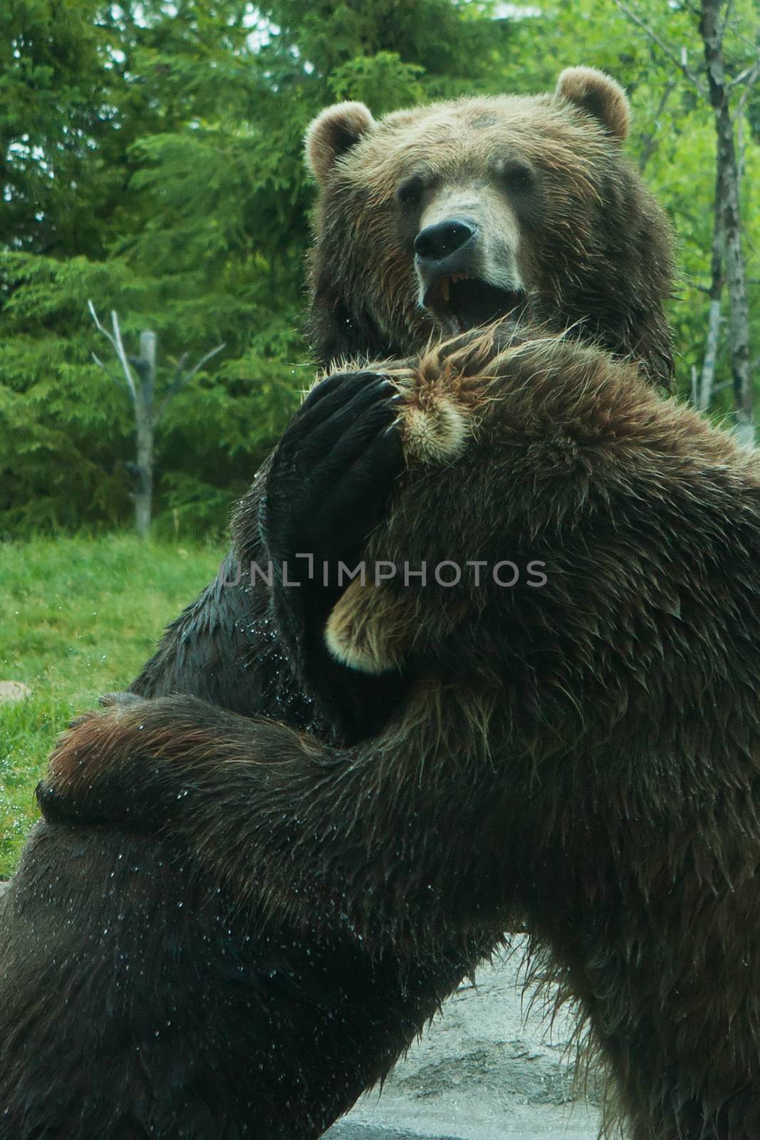 Two Grizzly (Brown) Bears Fight by Coffee999