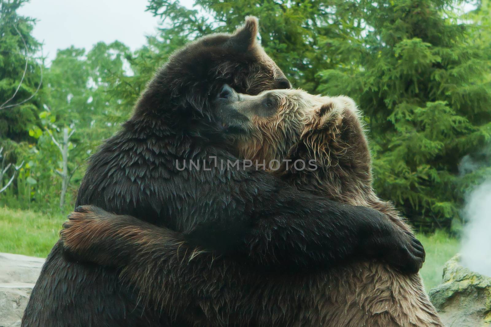 Two Grizzly (Brown) Bears Fight by Coffee999