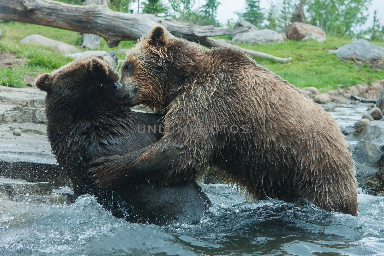 Two Grizzly (Brown) Bears Fighting and playing