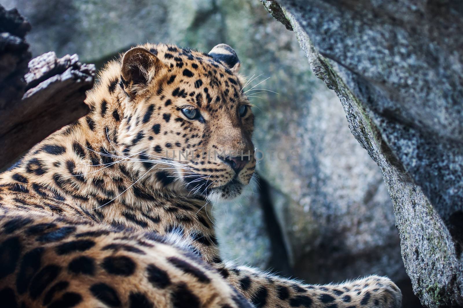 Amur Leopard resting on rock by Coffee999