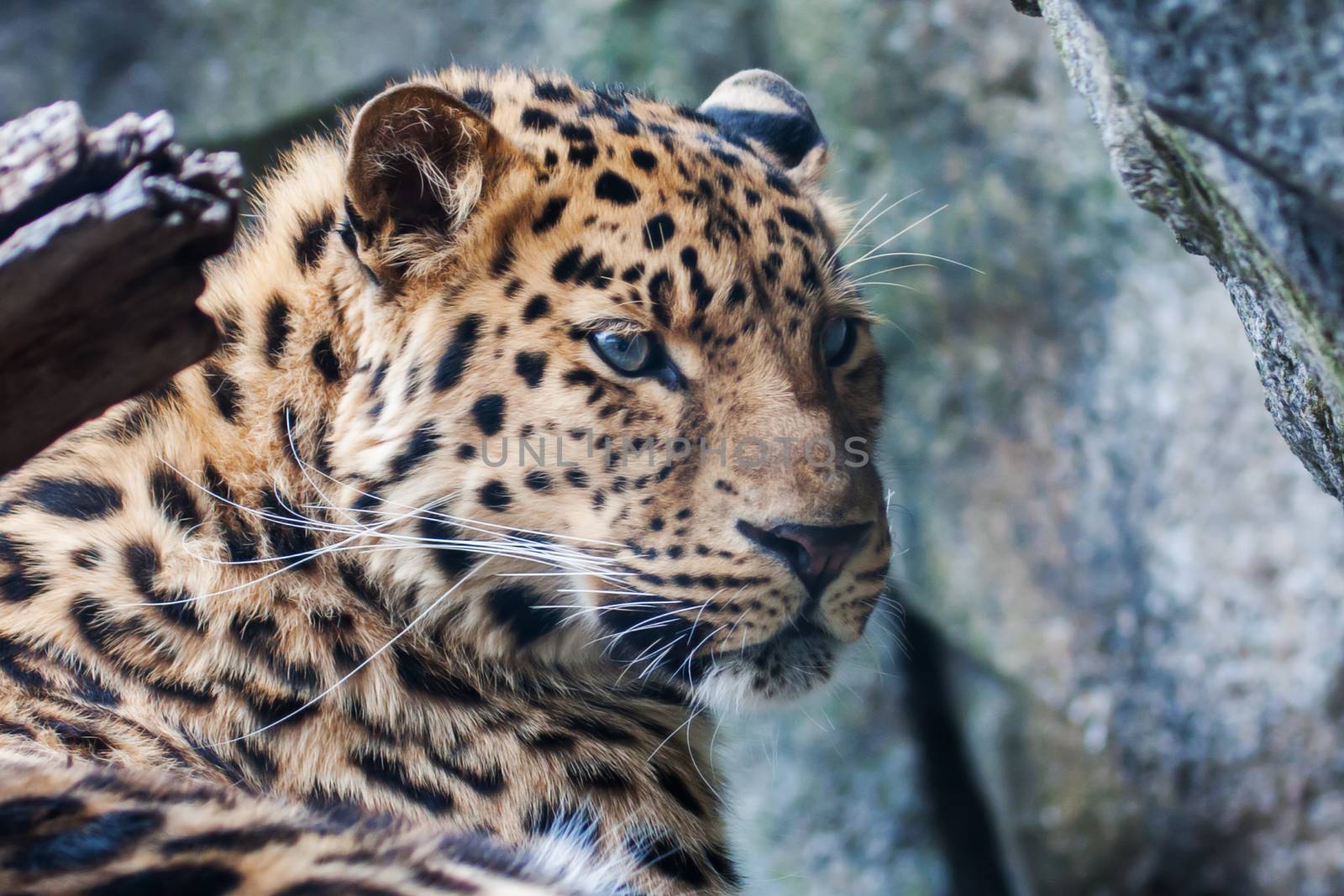 Amur Leopard falling asleep on a rock