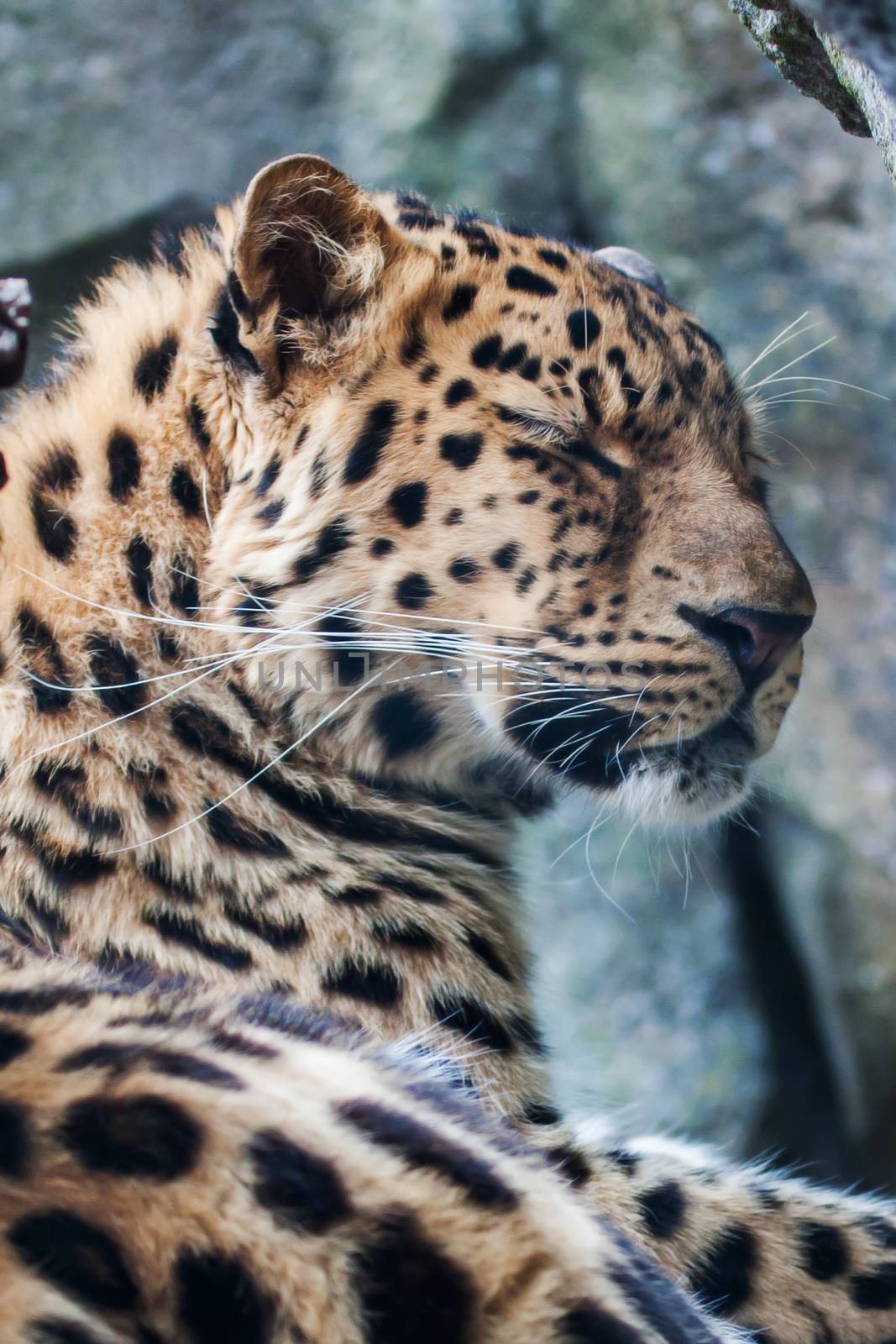 Amur Leopard falling asleep on a rock