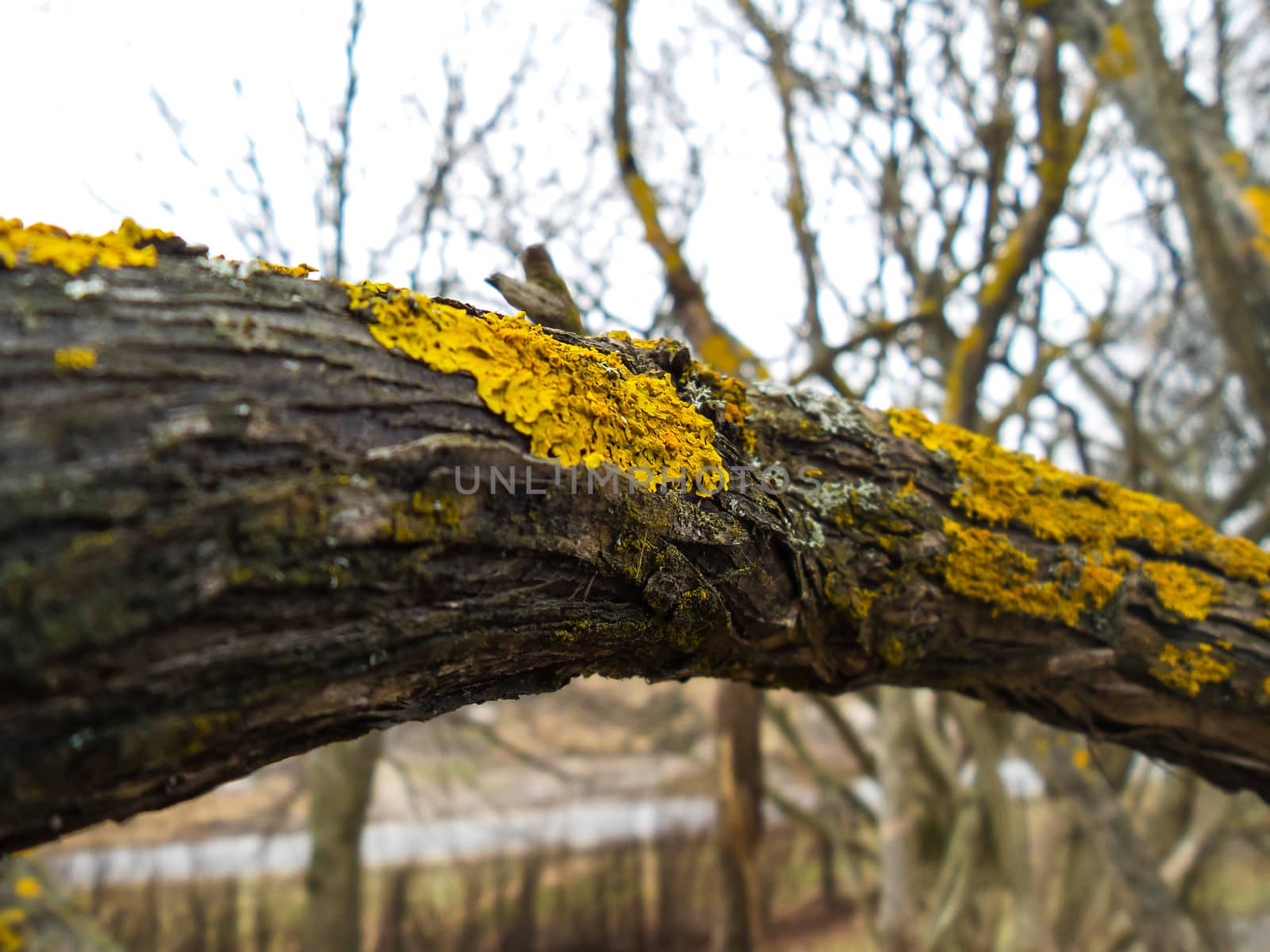 Closeup of yellow lichen on a branch in front of a tree with more lichen