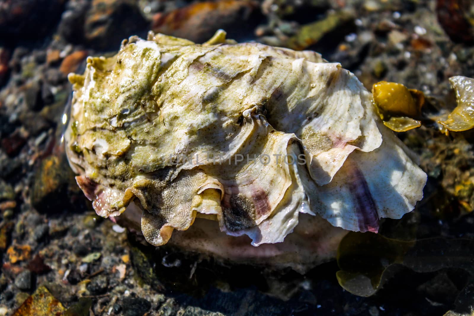 a wild oyster in a rock