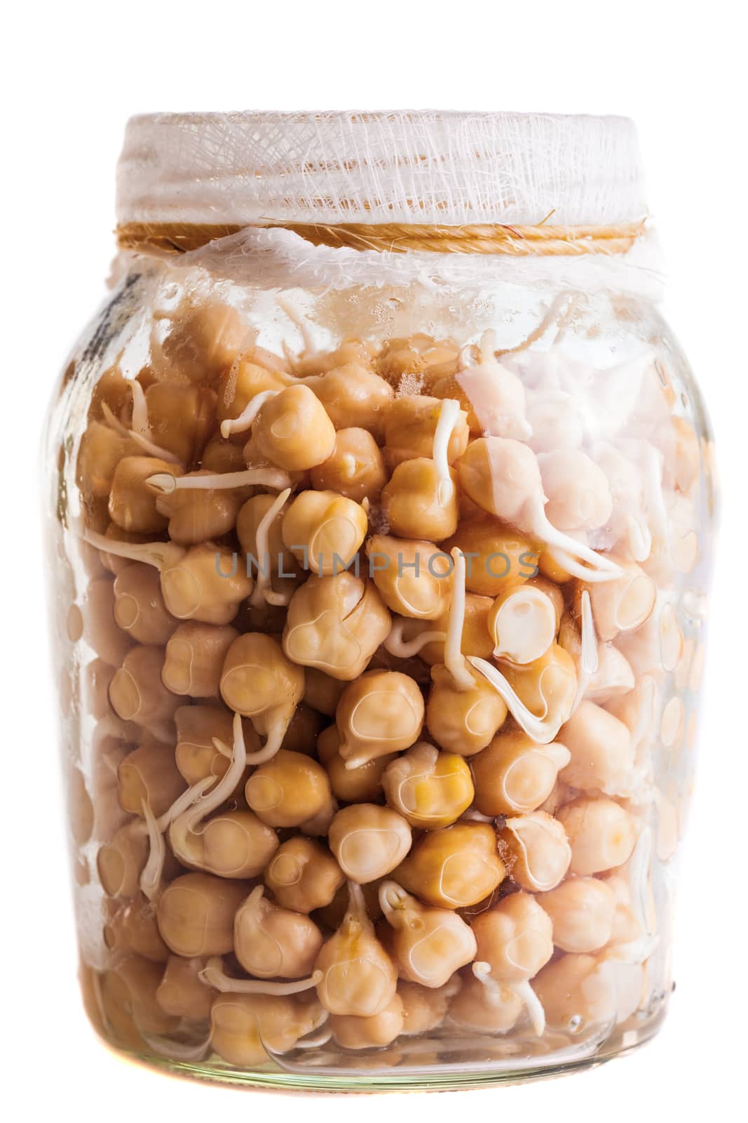 Sprouting Chickpeas Growing in a Glass Jar Isolated on White Background
