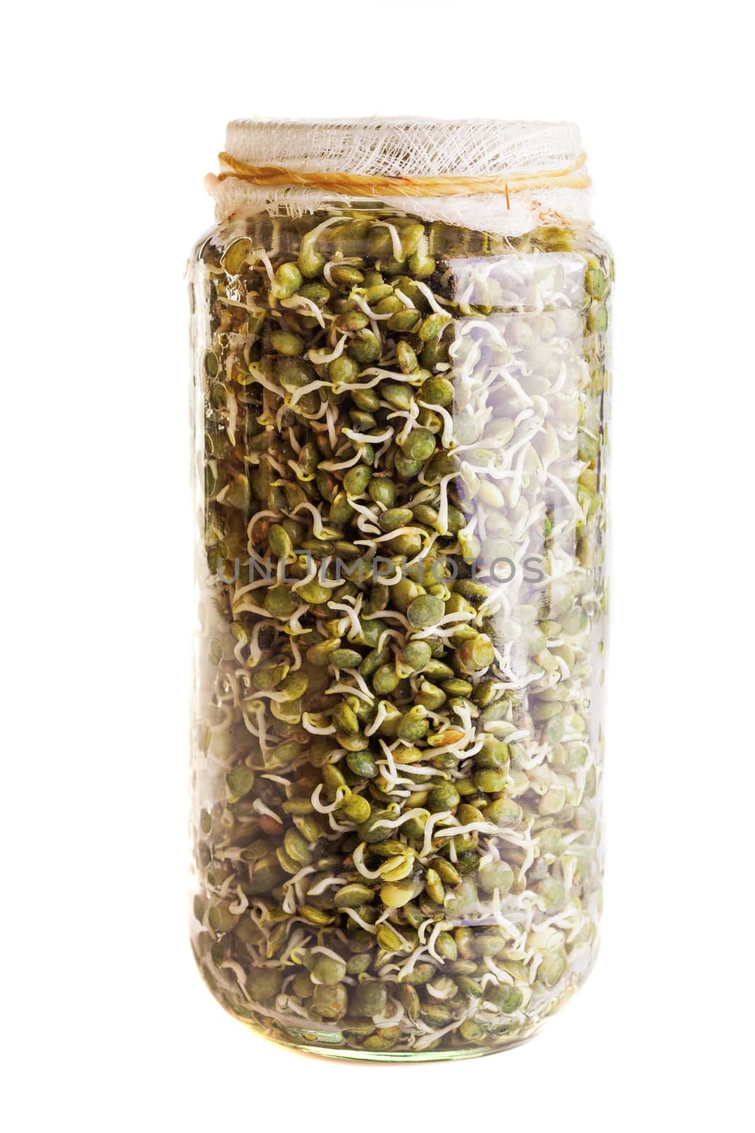 Sprouting Lentils Growing in a Glass Jar Isolated on White Background