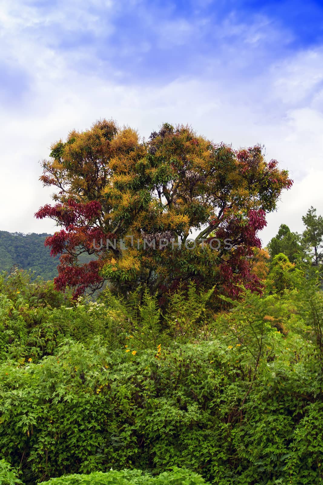 Multicolored Tree of Samosir Island. Lake Toba North Sumatra, Indonesia.