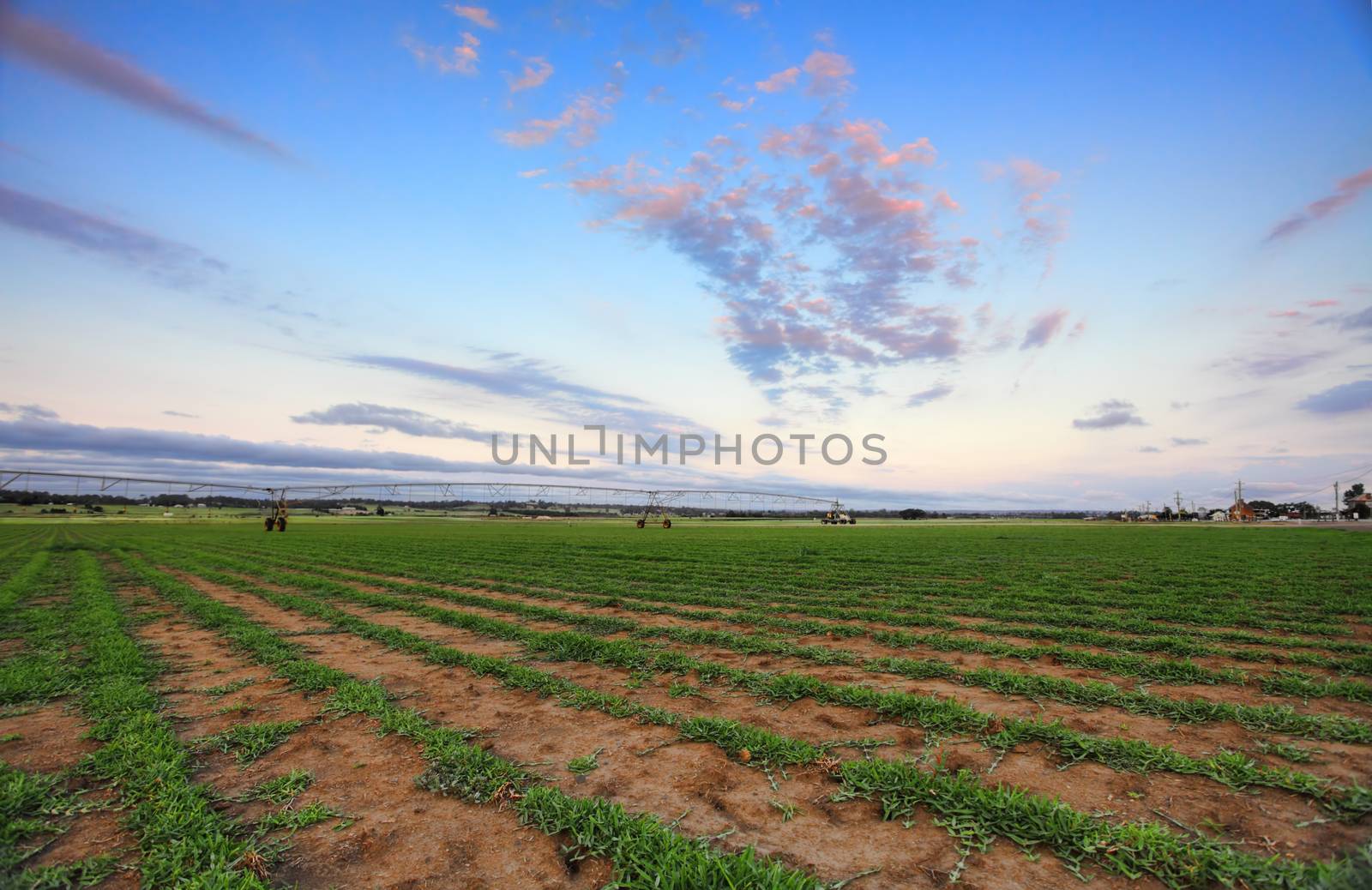 Turf farm at Freemans Reach, NSW Australia.  Lines of buffalo grass with water irrigation system in the far distance. Shallow dof.