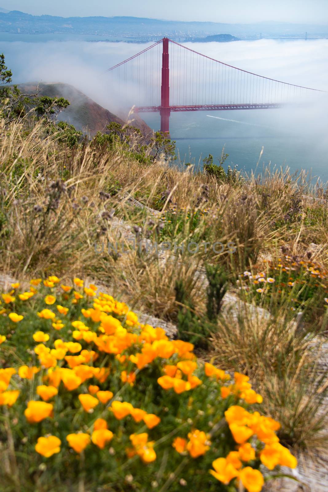 Flowers with Suspension bridge in the background, Golden Gate Bridge, San Francisco Bay, San Francisco, California, USA