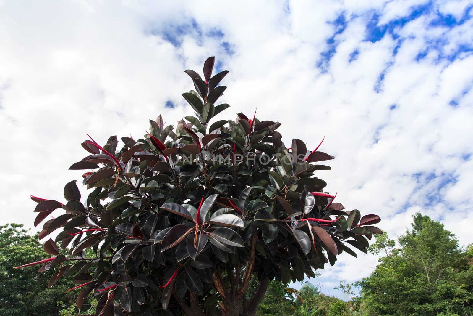 Bushes and Clouds. by GNNick