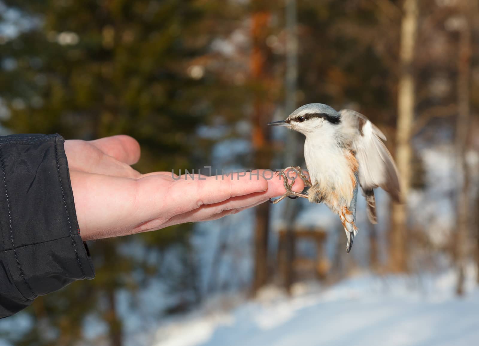 Nuthatch eating seeds from the palm