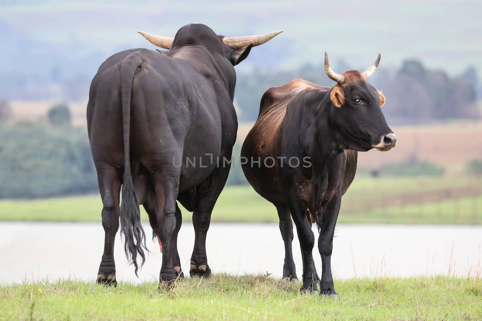 Breeding pair of Brangus breed of cattle from South Africa