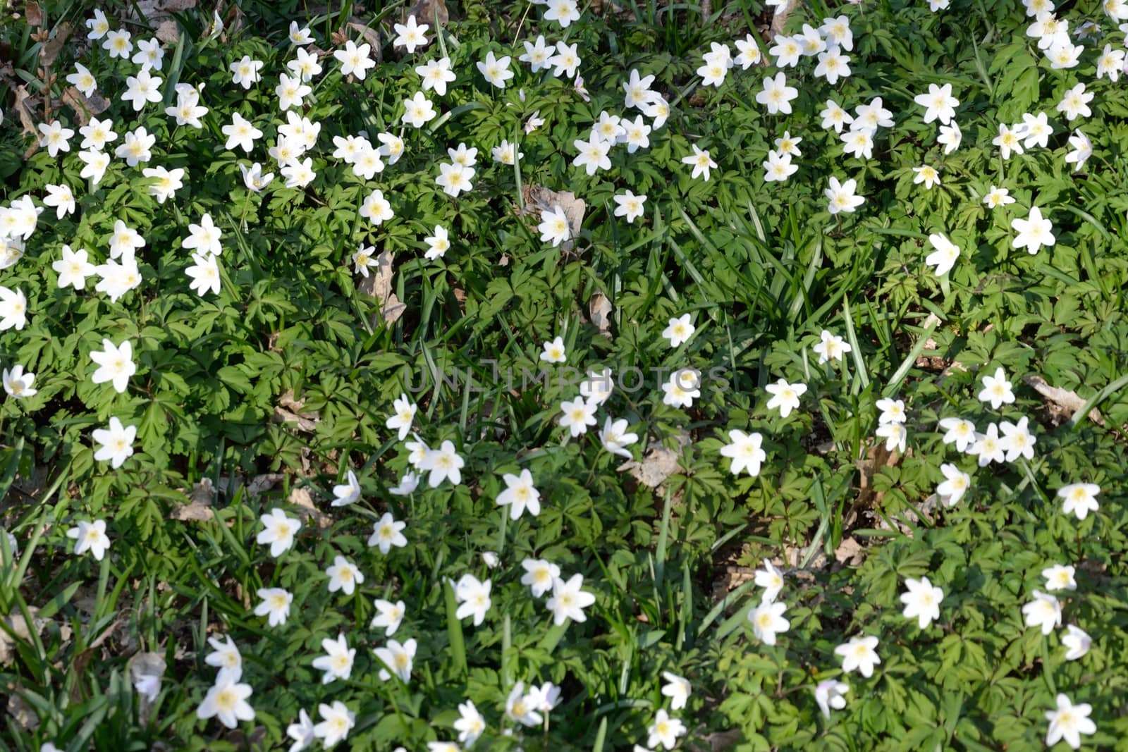 Carpet of white anemones in forest