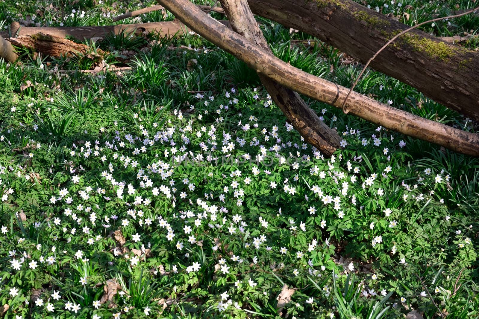 anemones in forest by pauws99