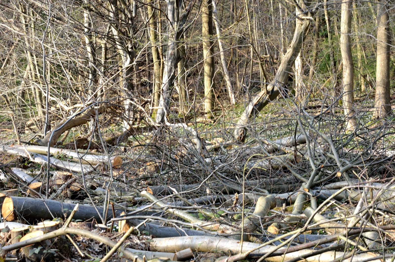 Forest with bare trees by pauws99