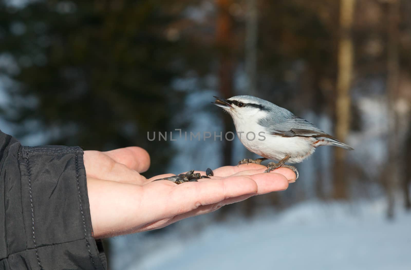 Nuthatch eating seeds from the palm