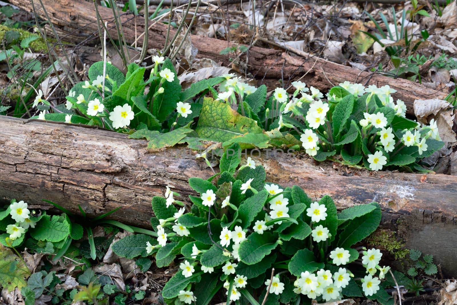 Primroses on log