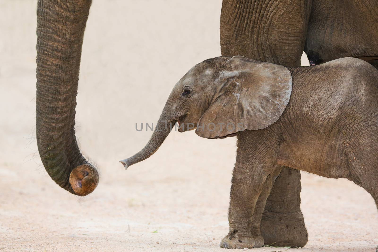 Day Old African Elephant Baby and Mom by fouroaks