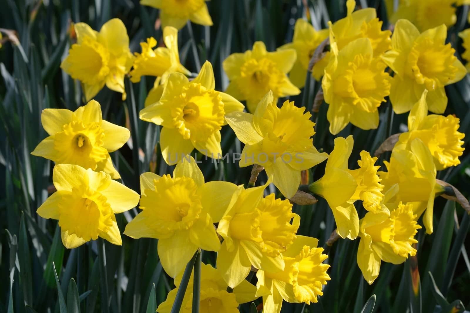 small group of daffodils by pauws99