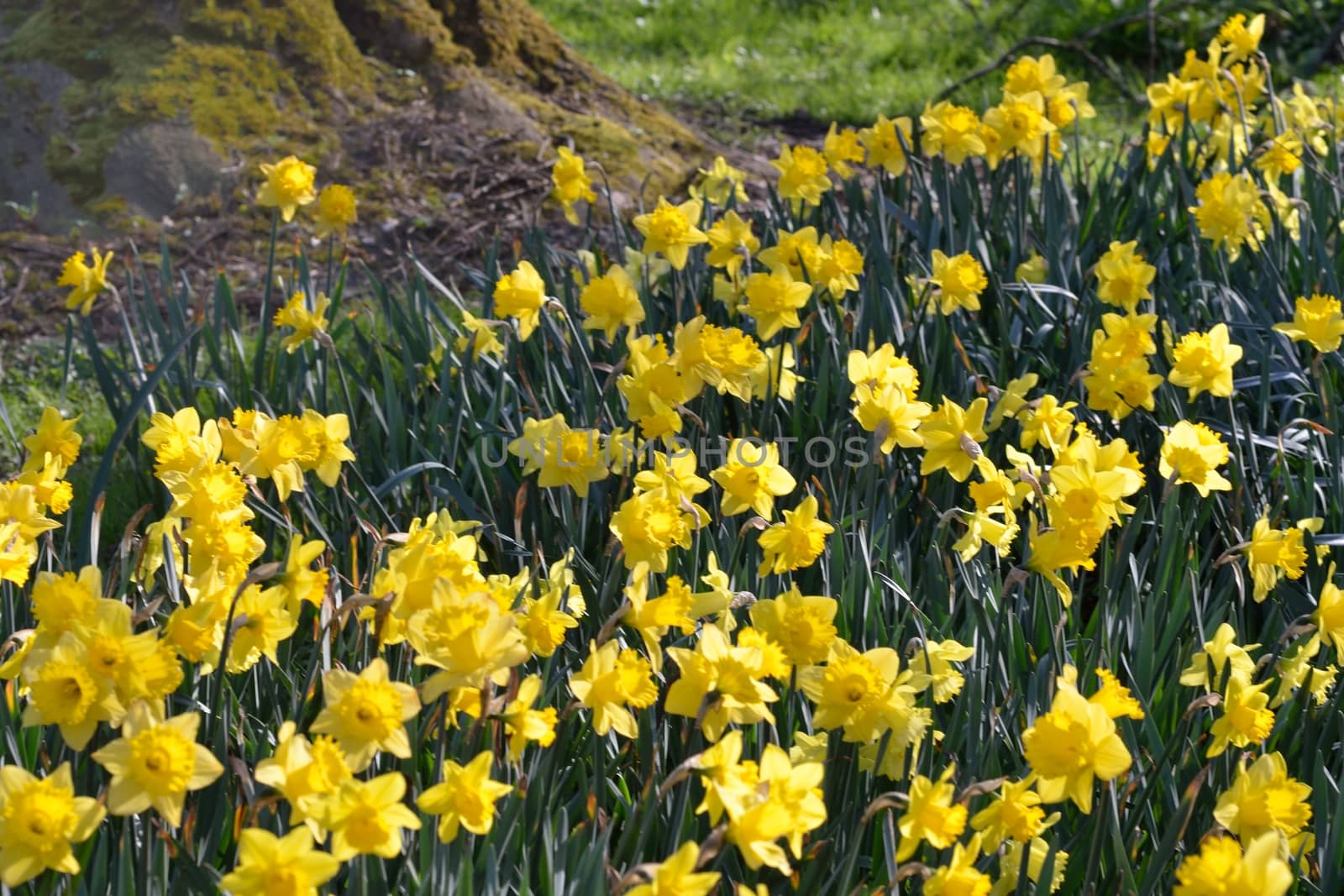 Daffodils near tree