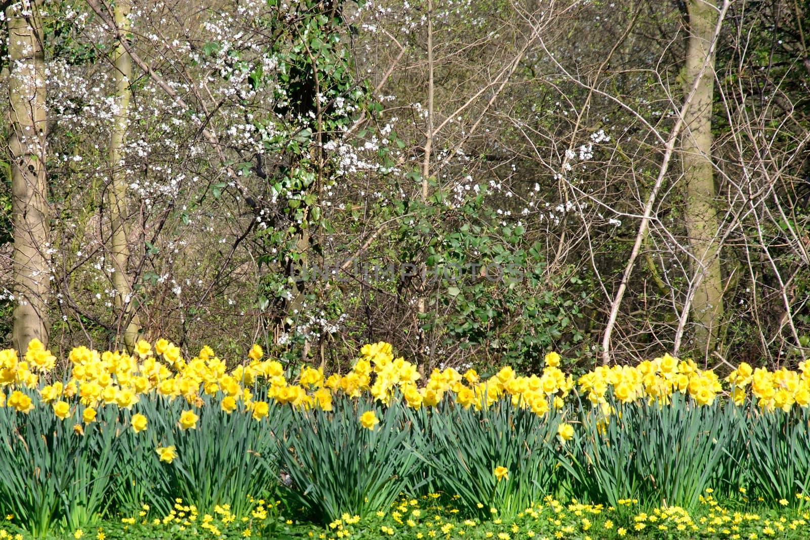 Daffodils in line by pauws99