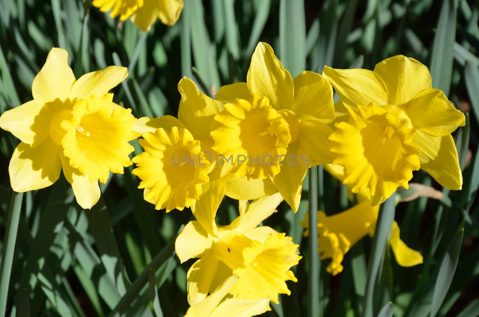 Daffodils in line by pauws99