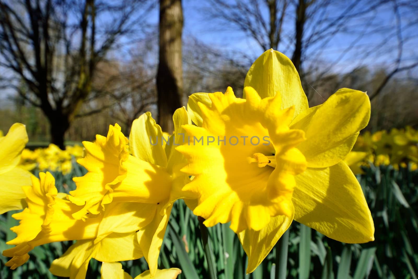 Daffodil in wide angle by pauws99