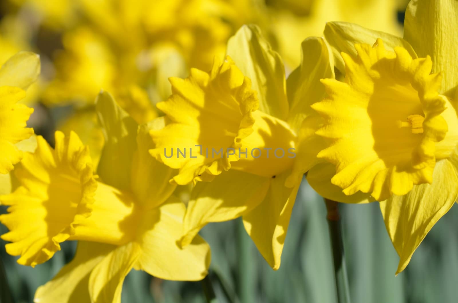 Small group of daffodils up close