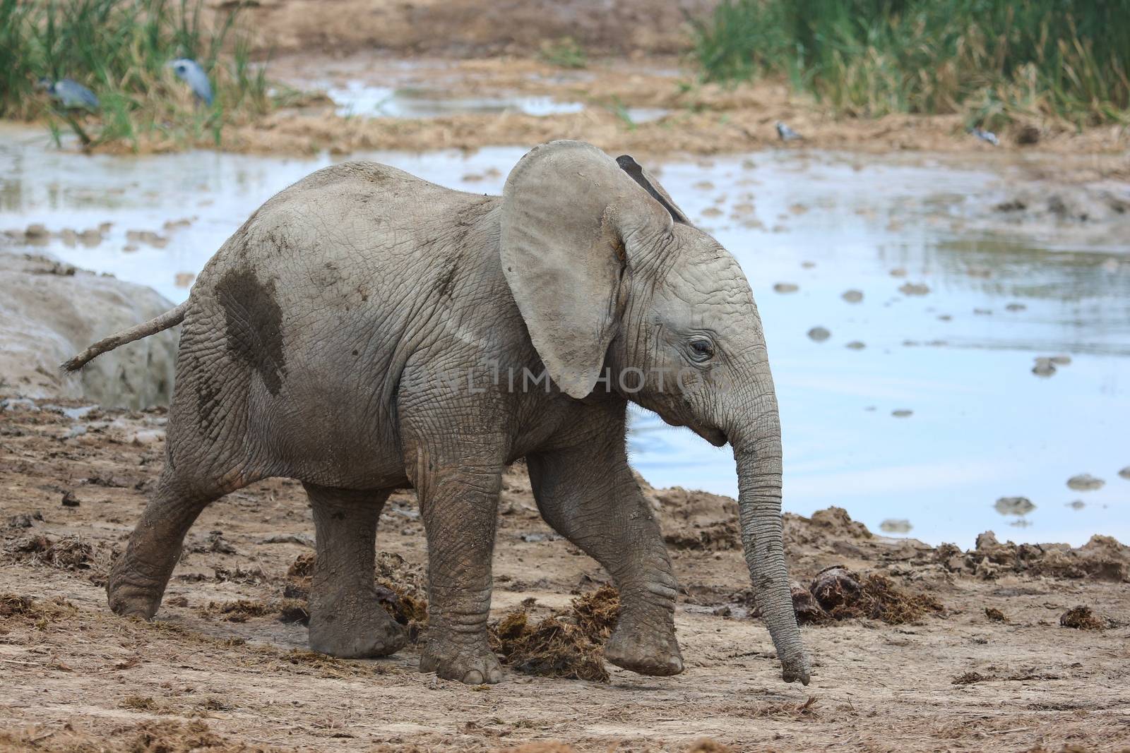 Cute baby African elephant running to the water