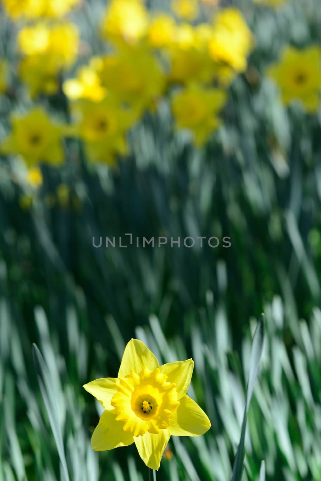 Daffodil alone by pauws99