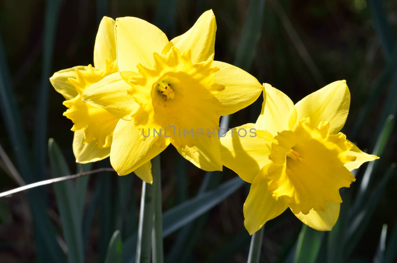 Two  Daffodils by pauws99