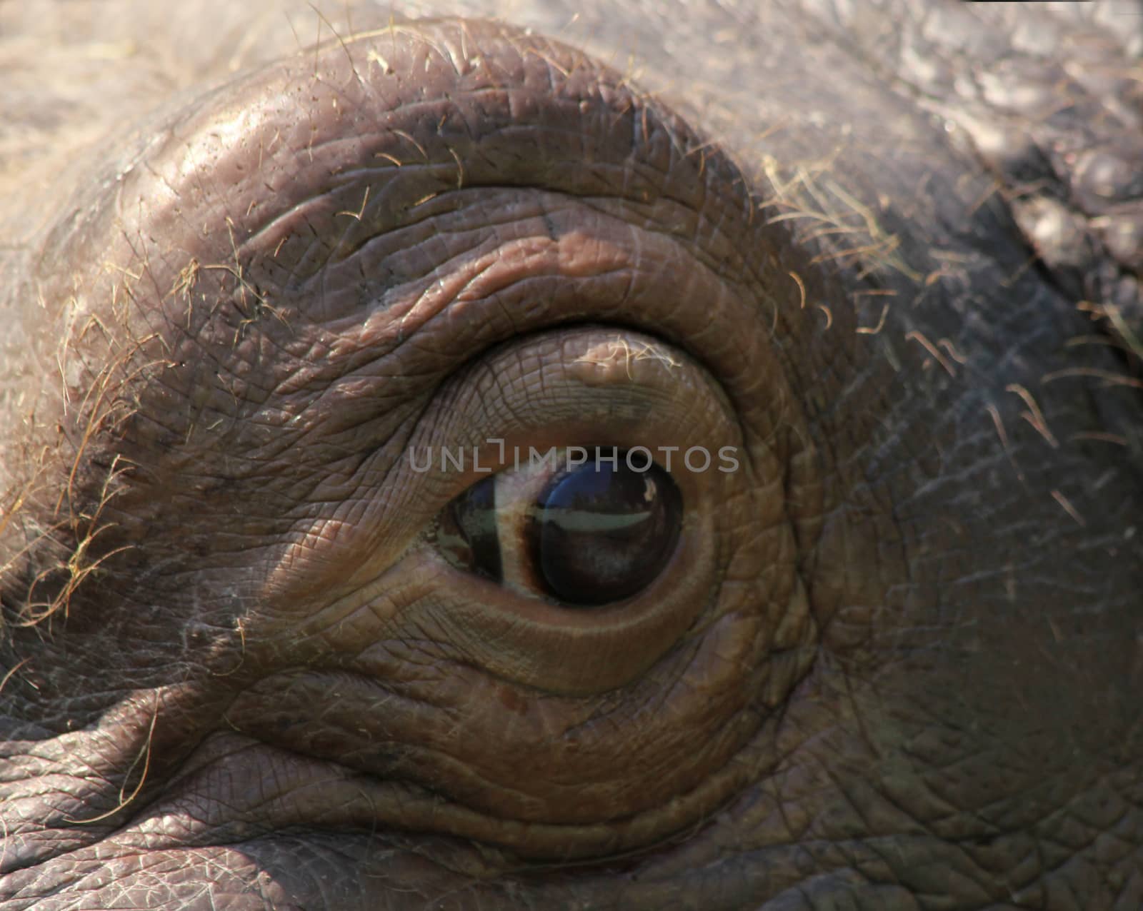 Hippo monitoring startled eyes at close range.