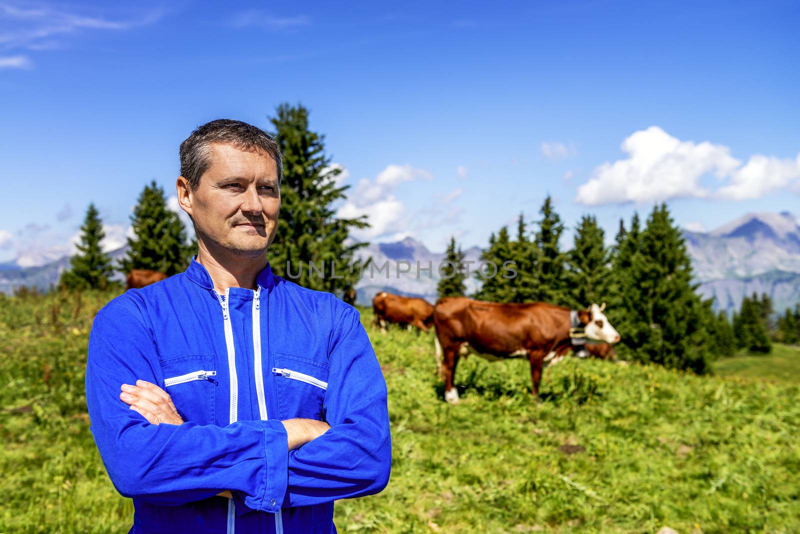 Herdsman standing in front of cows in alpine mountains