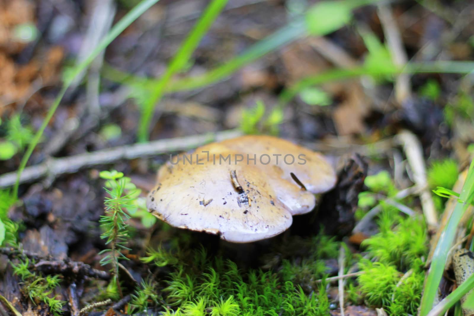 Brown mushrooms growing in the autumn forest