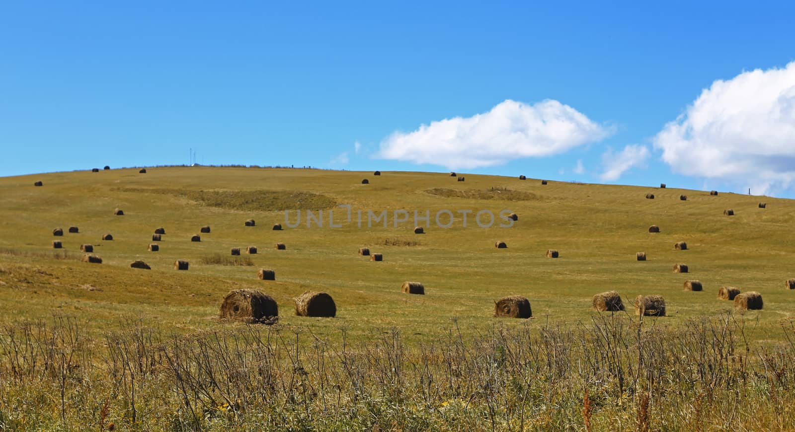 Straw roll bale on the field of farmland