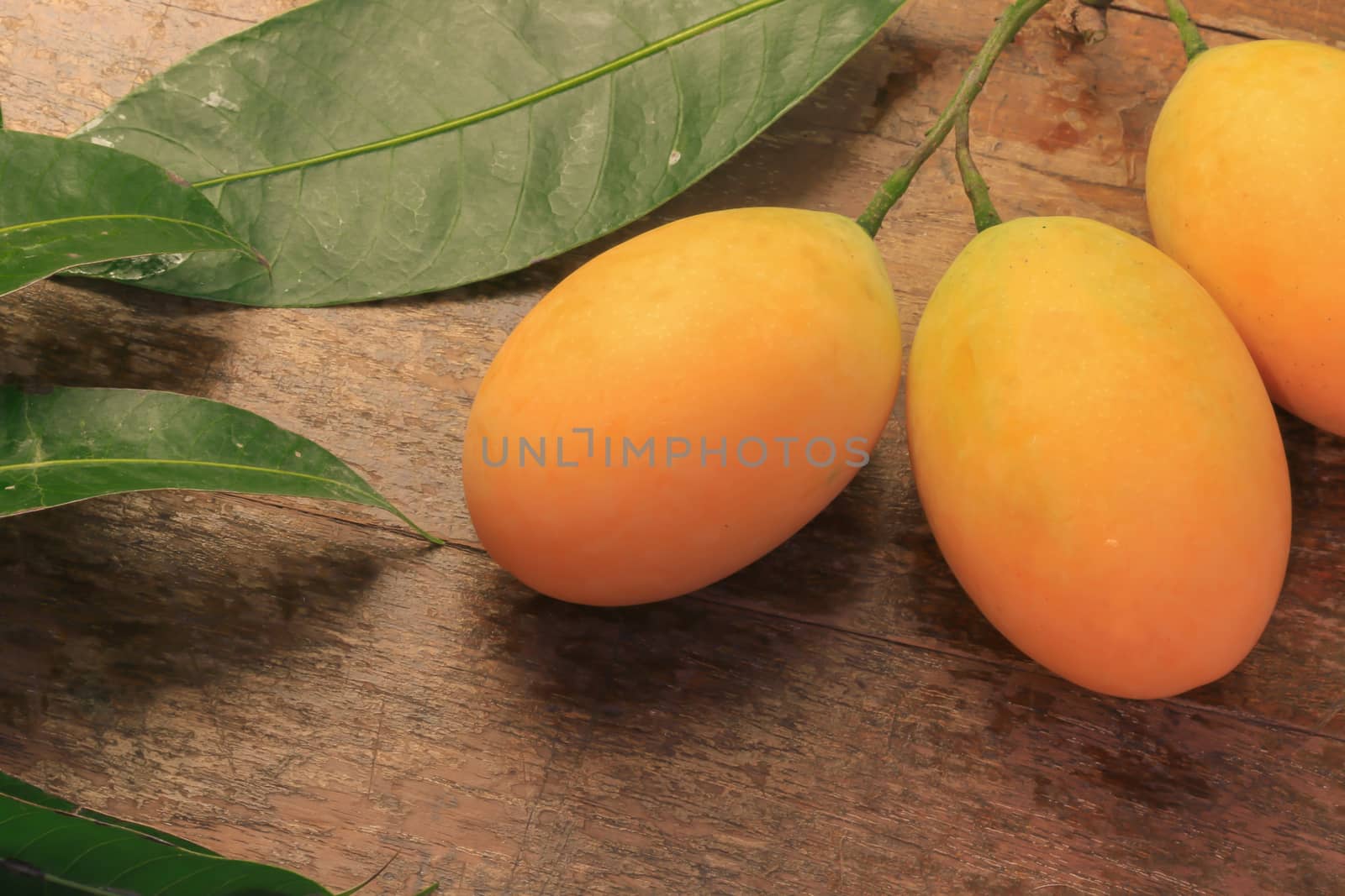 Mayongchid Maprang Marian Plum and Plum Mango thailand