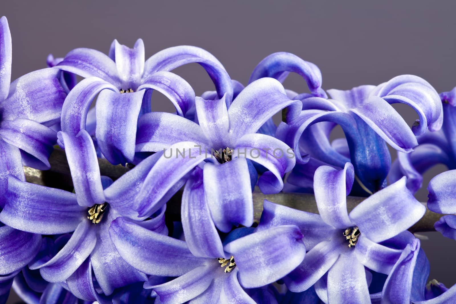 flower of purple hyacinth isolated on grey  background - close up