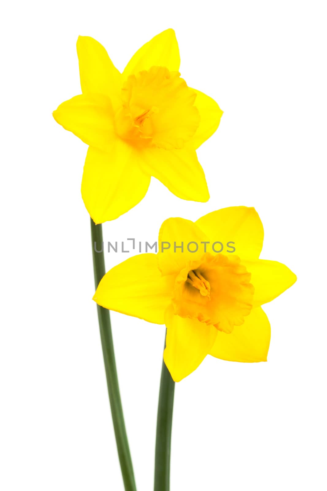 two narcissus by terex