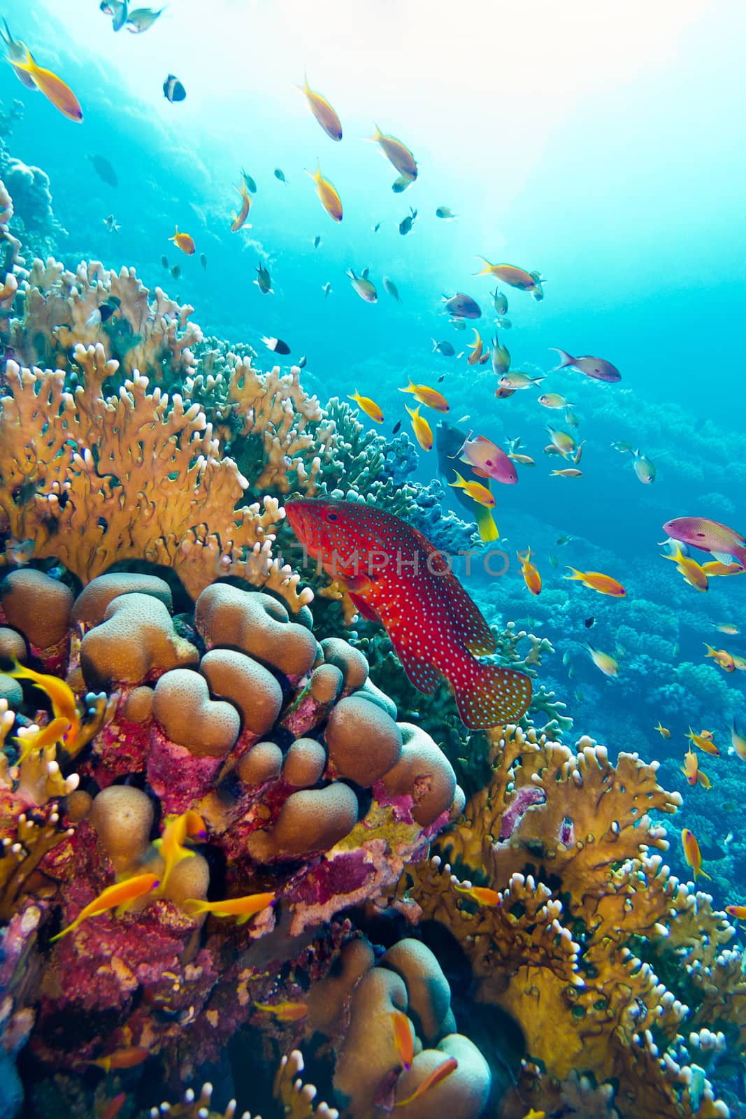 coral reef with red exotic fish cephalopholis at the bottom of tropical sea