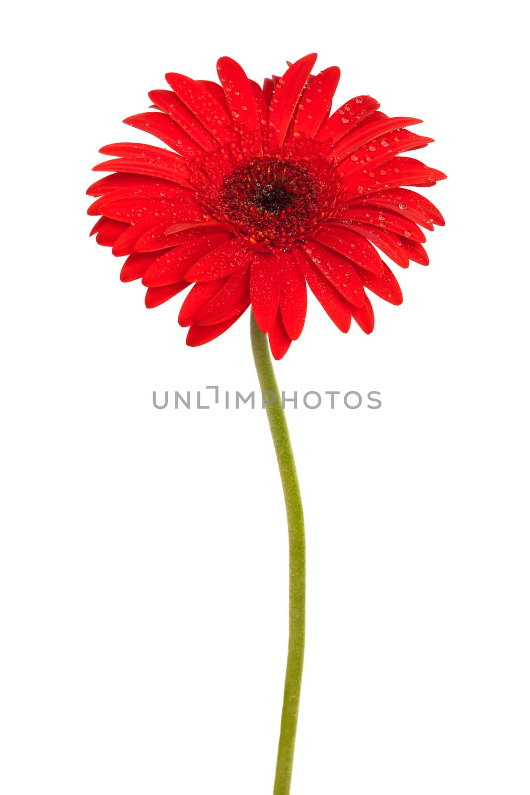 Beautiful red gerber on a white background