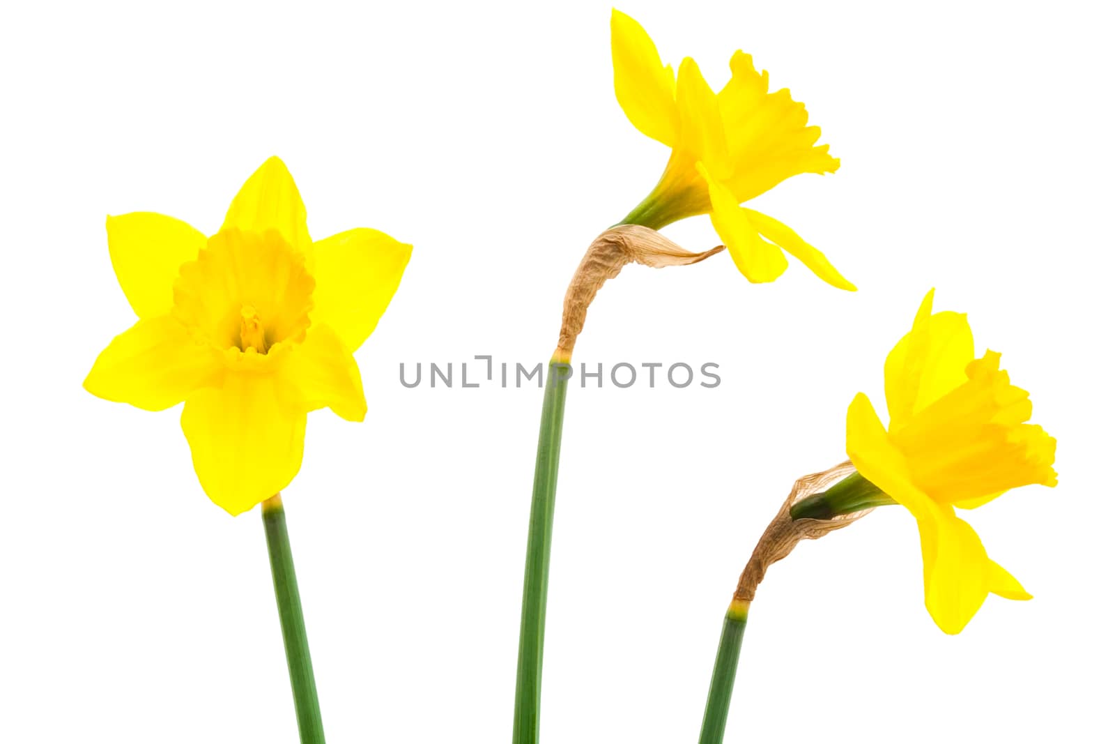 Beautiful yellow narcissus on a white background
