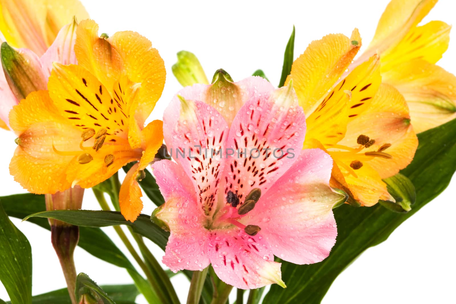 orange and pink alstroemeria on a white background