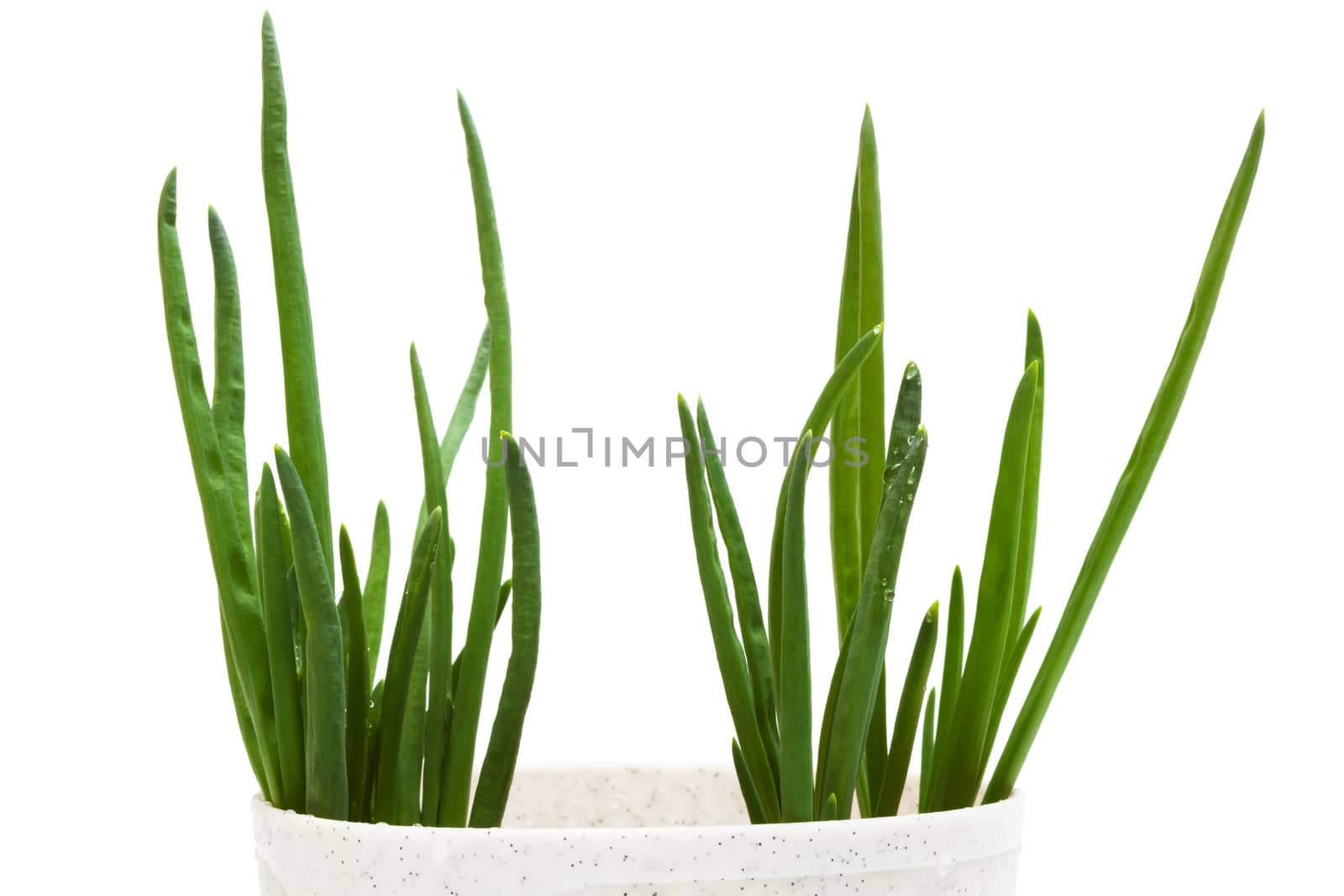 fresh spring onions on a white background
