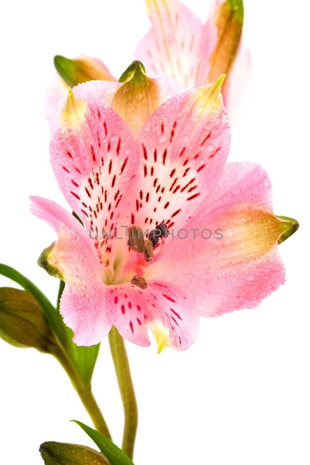 Beautiful pink alstroemeria by terex