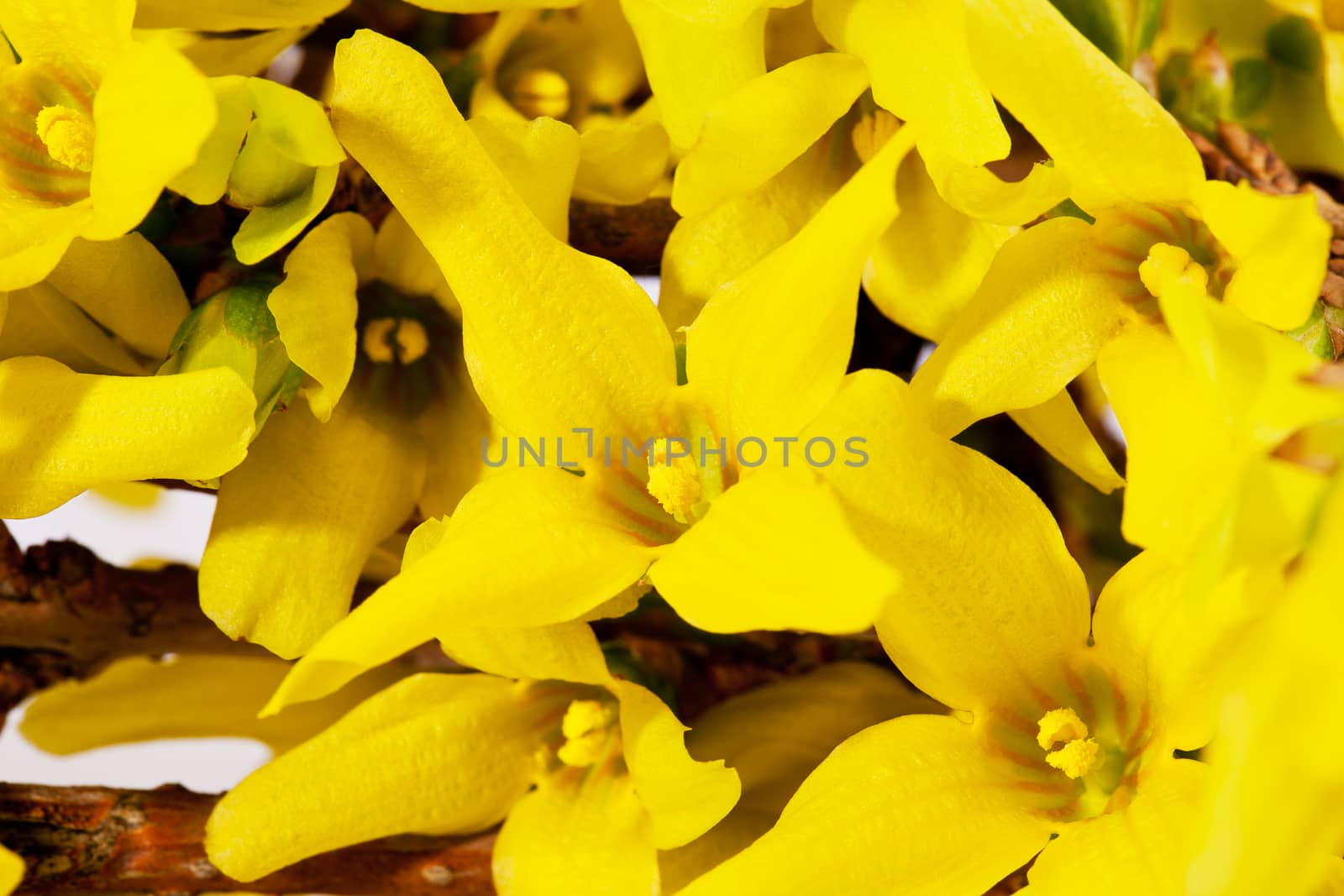 flowers of spring yellow  forsythia close up
